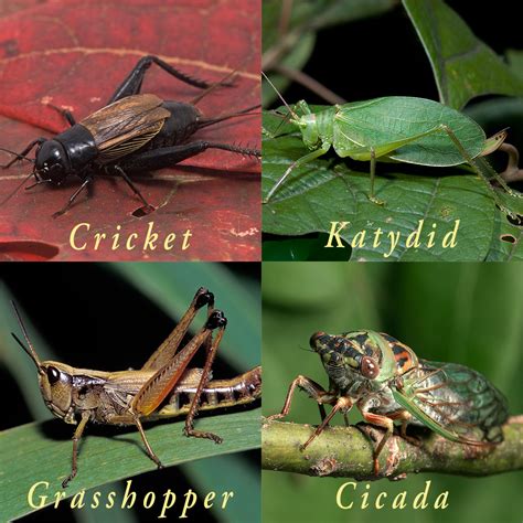 Cricket insect essay picture